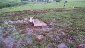 Polícia Ambiental encontra gado agonizando em propriedade rural de Maringá